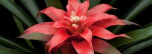 bromeliad-flower