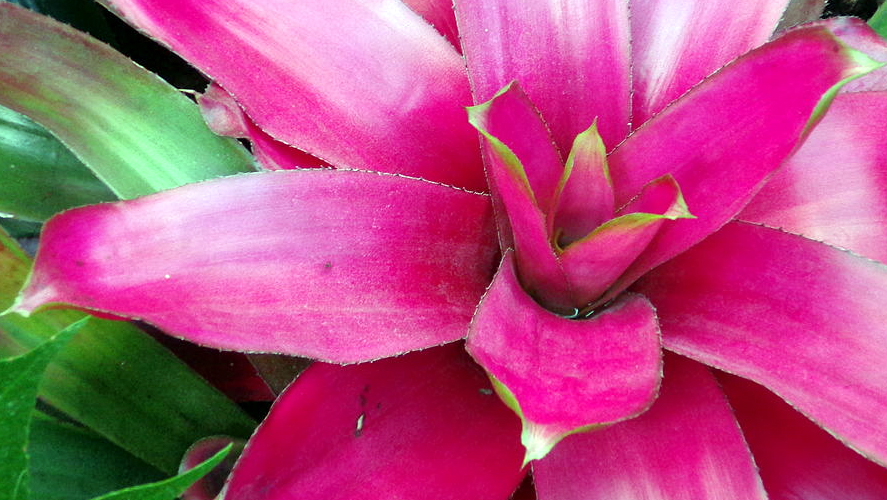 bromeliads